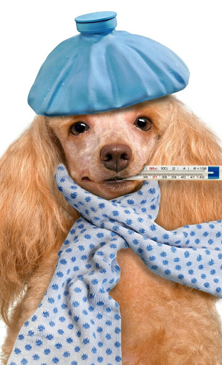 dog......