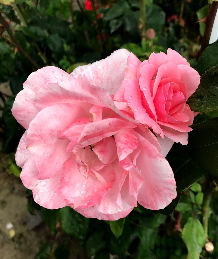 drop of water