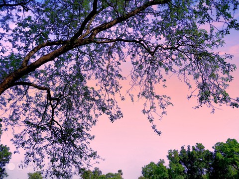trees in the night