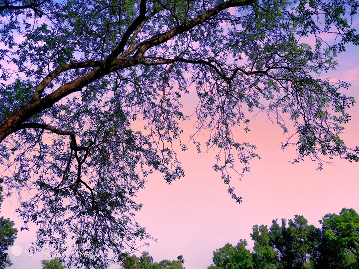 trees in the night