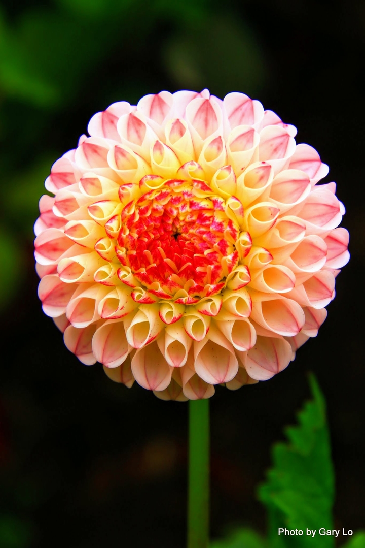 ডালিয়া ফুল