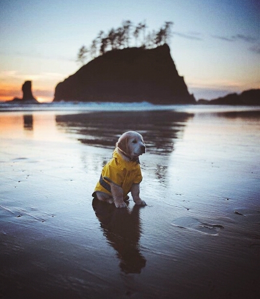 pup 