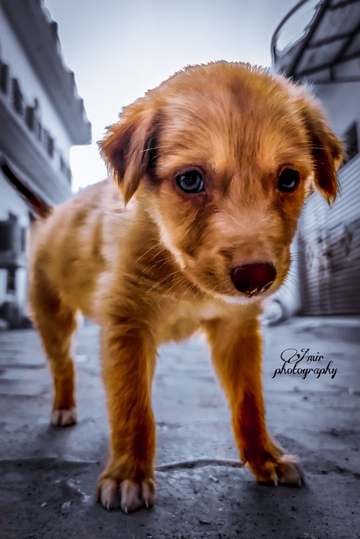 Cute puppy
