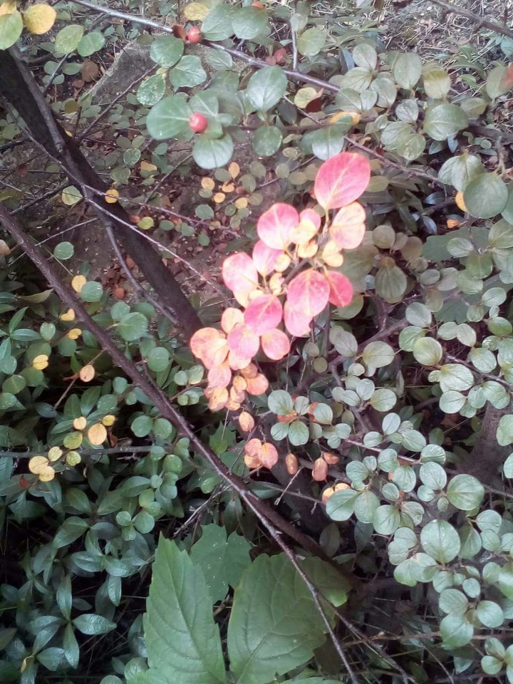Autumn days
