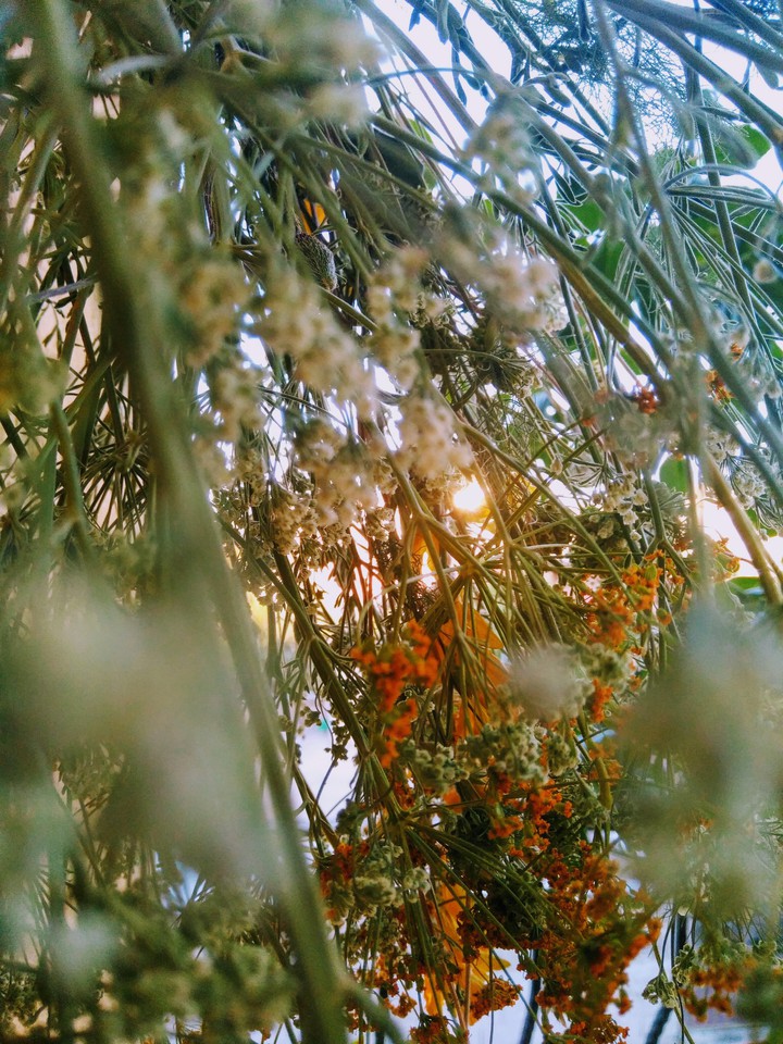 S U N S E T