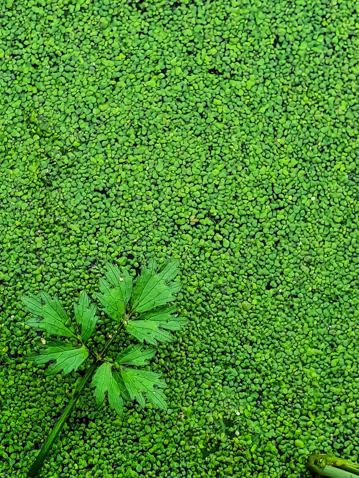 green vibe