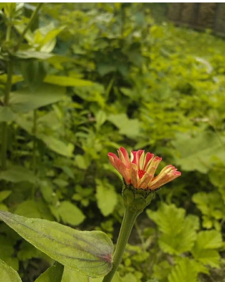 nature