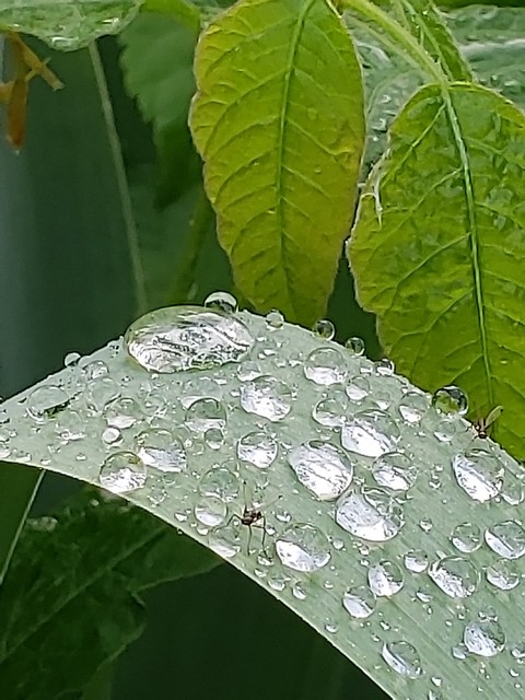 Rain drop