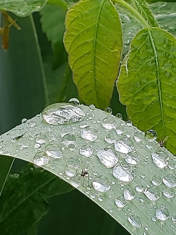 Rain drop