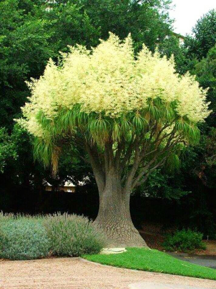 palm tree