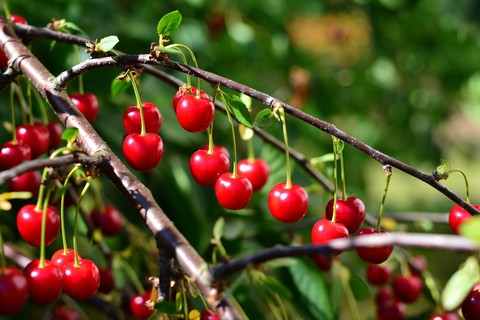 malpighiaceae, berry वॉलपेपर