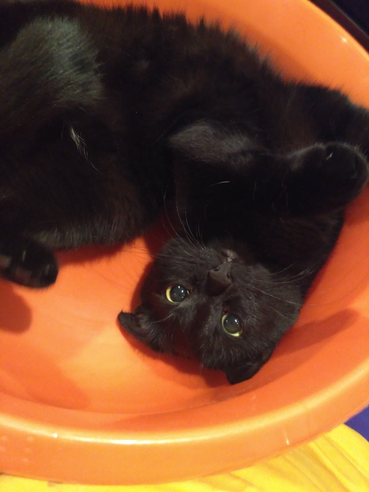 Котя