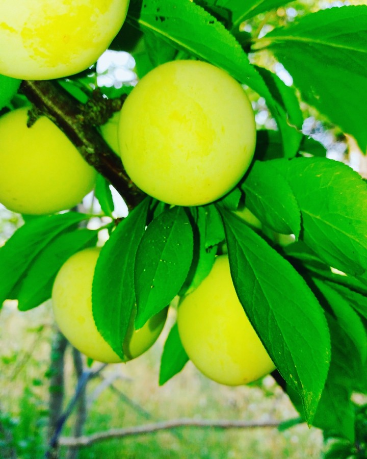 fruit