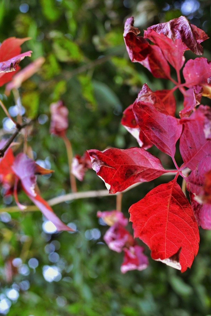 Red Leaves