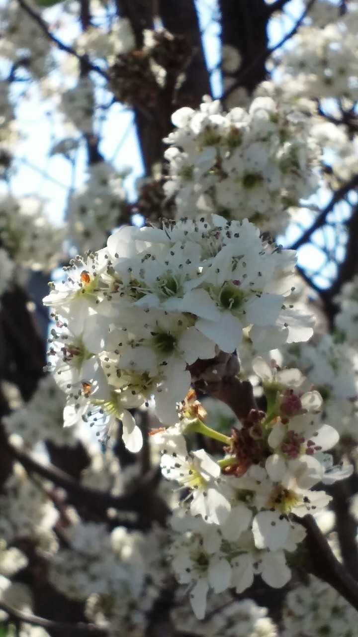 pear tree blooms
