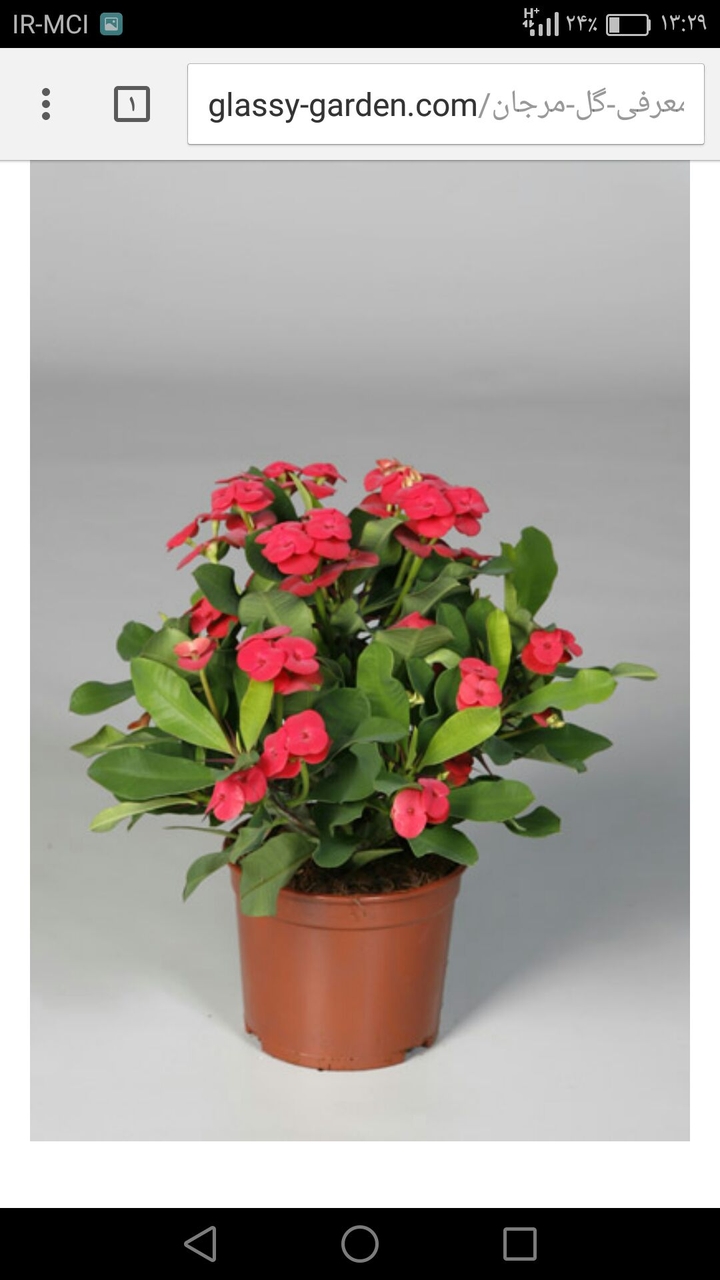flower