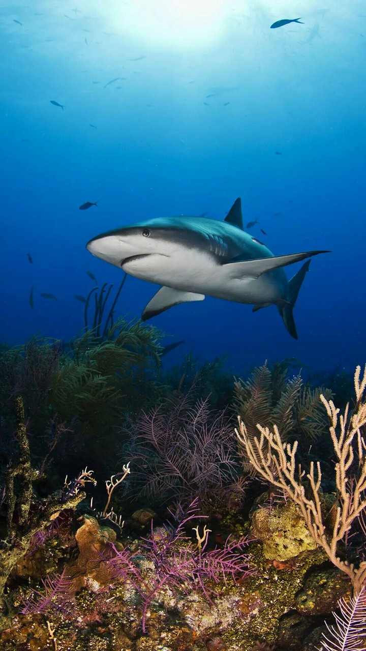 Dolphin