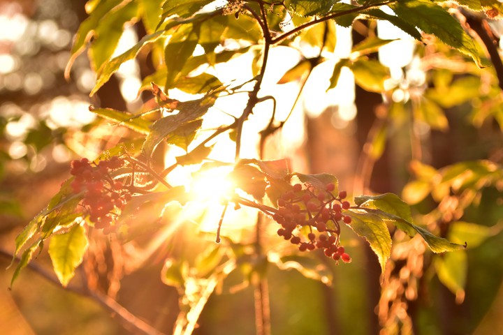 sunlight