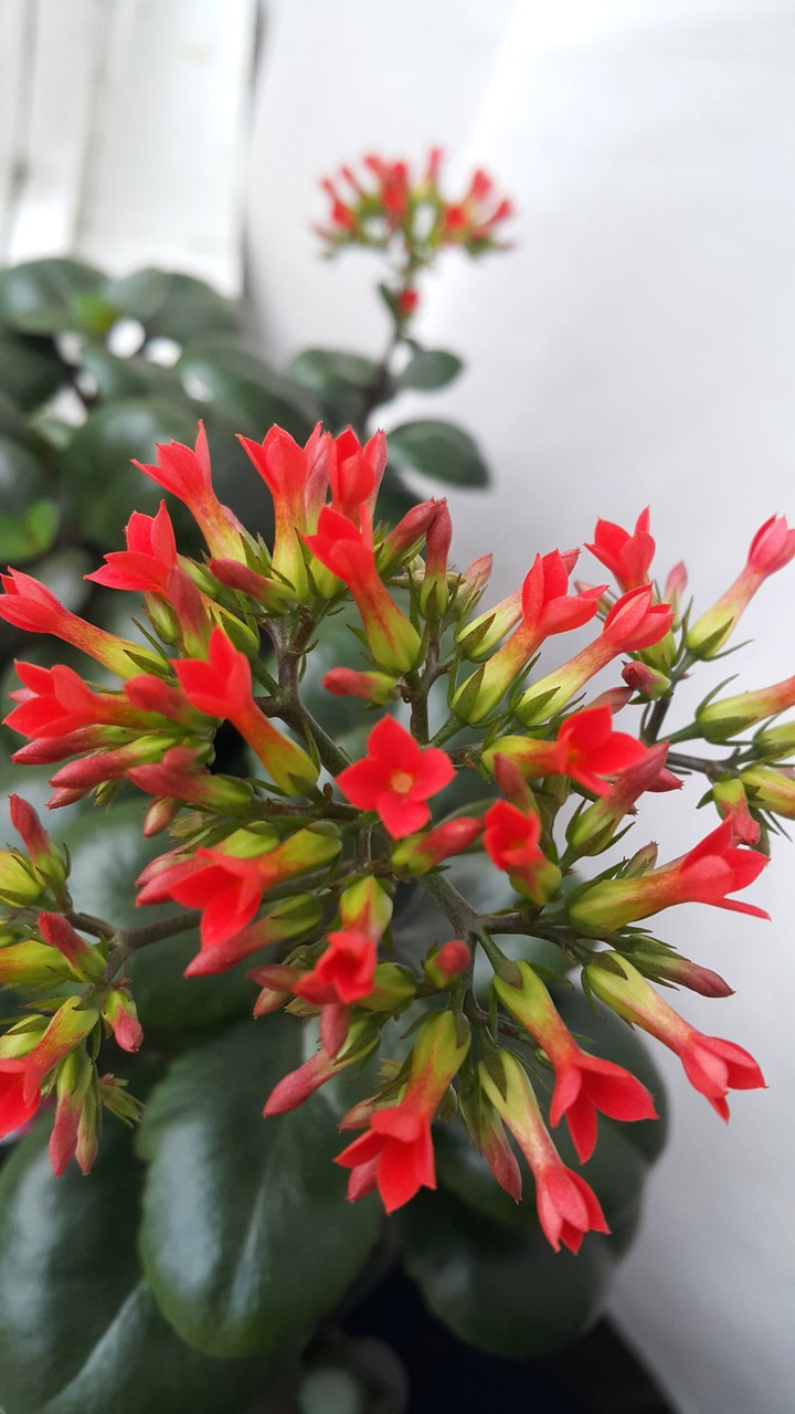 home's flowers