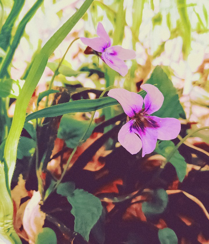 two pink flowers