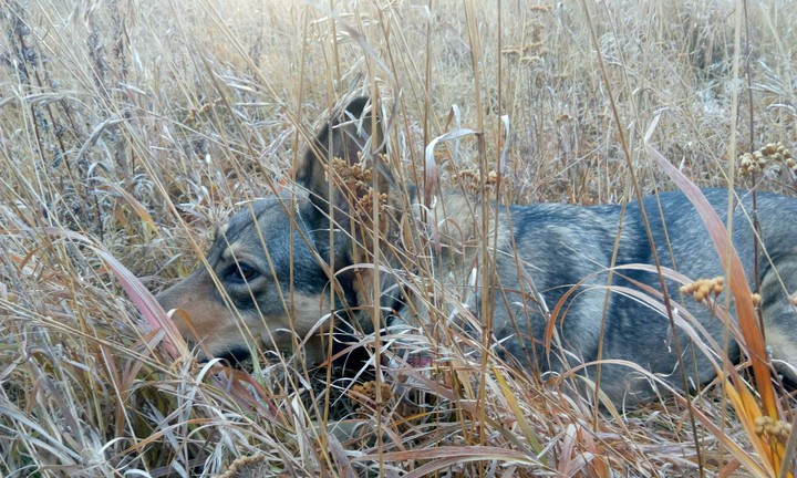 Uki. My awesome dog.
