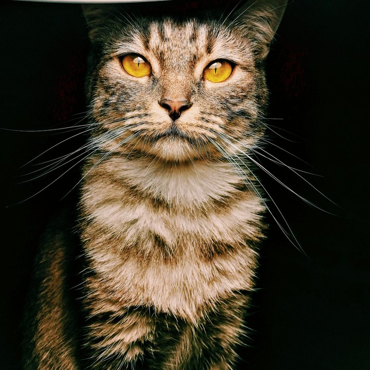 sima