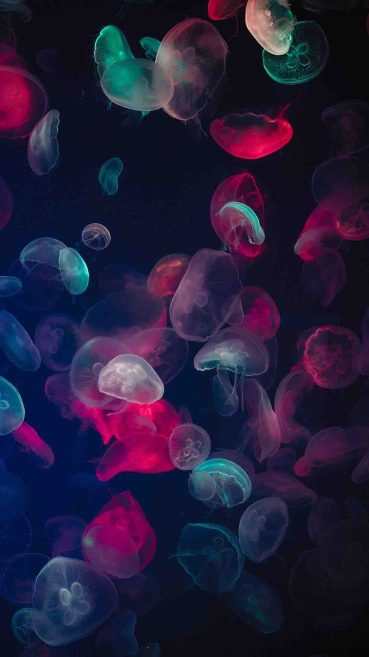 jellyfish