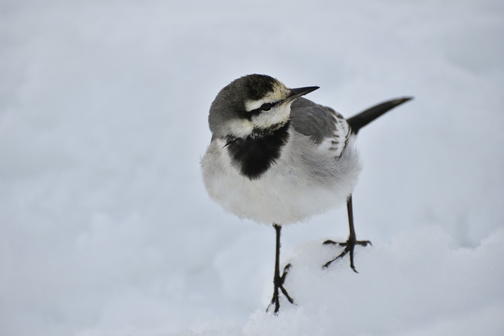 bird