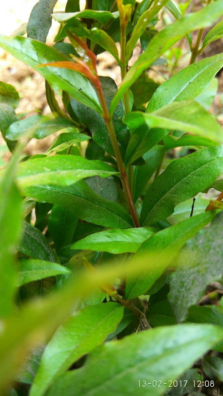 our green wealth