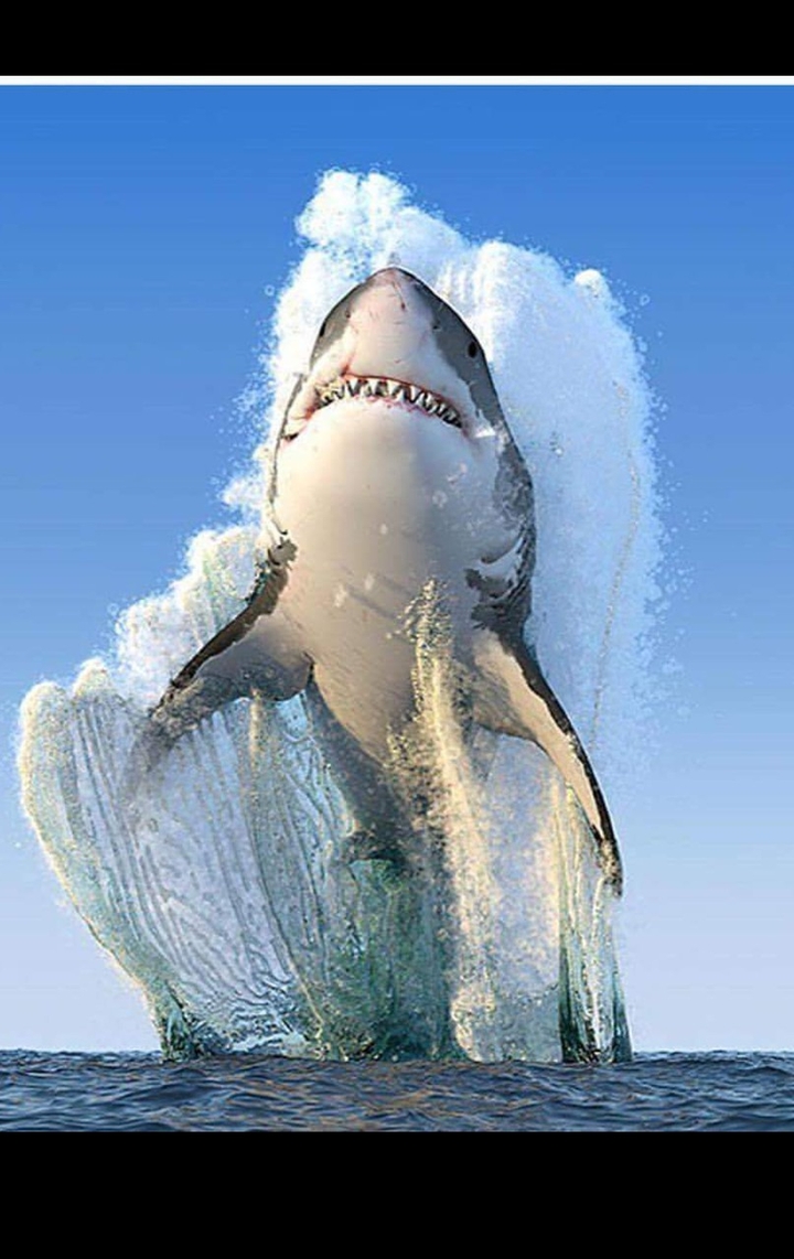 Salto impressionante