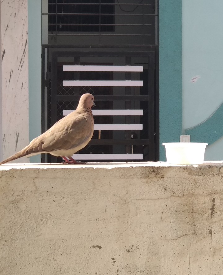 A pigeon at my home