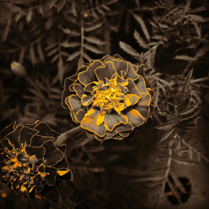 Flower Vin