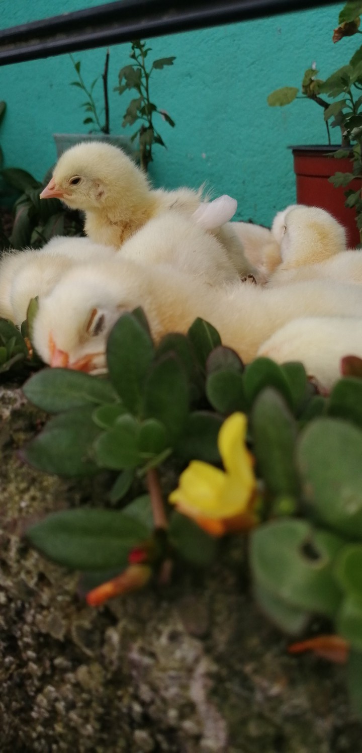 dulce sueño