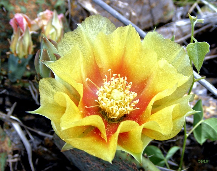 cactus in bloom