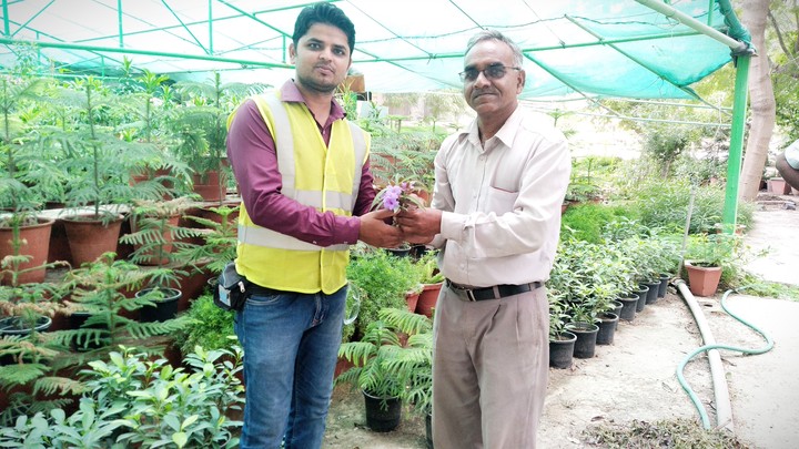 save green plant green