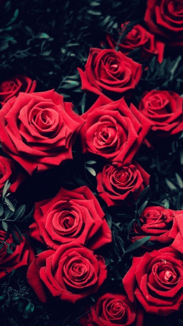 Group of red roses
