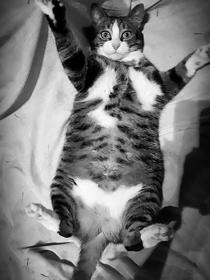 cat