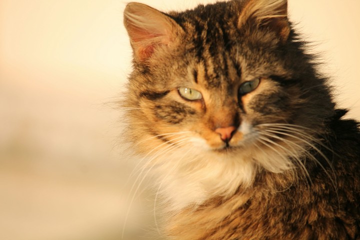 cat