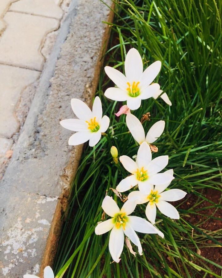 Refreshing Flowers
