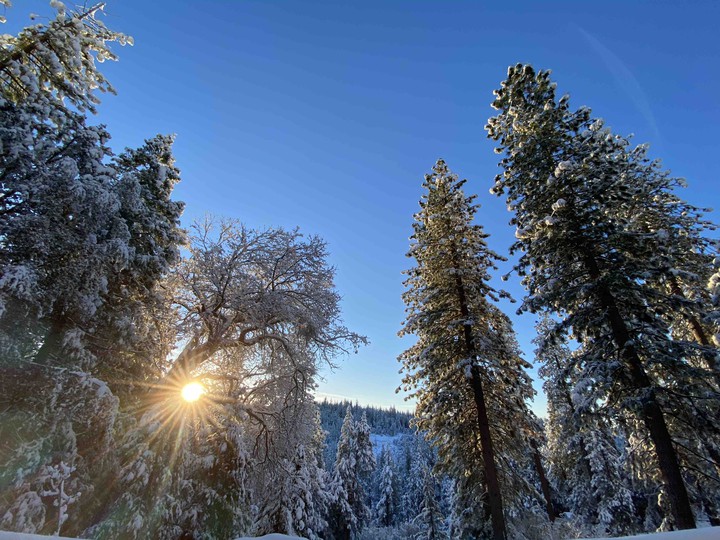 winter trees