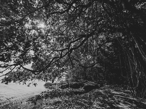 обои tree, trunk