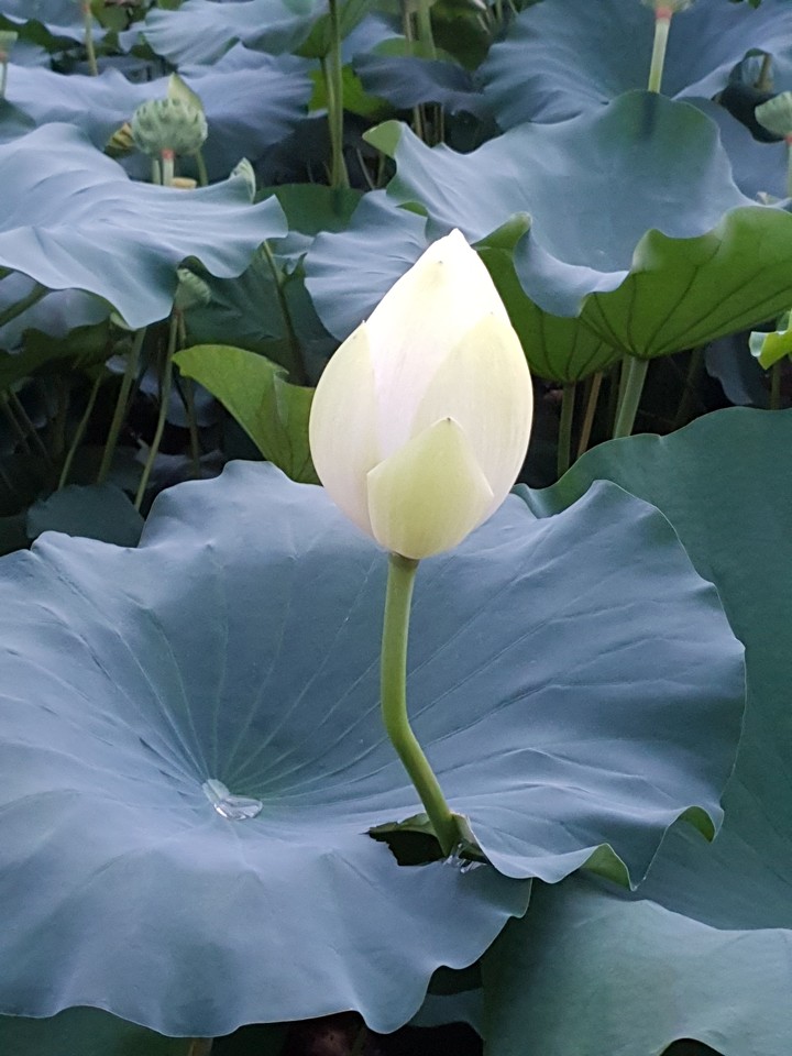 연꽃