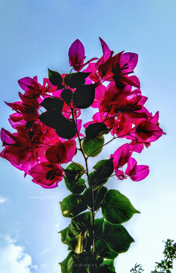 Natural flower