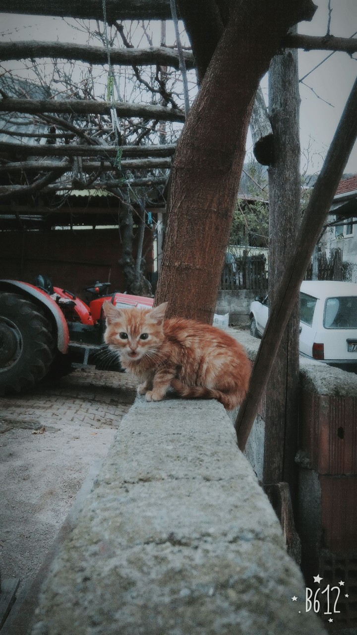 kedicik