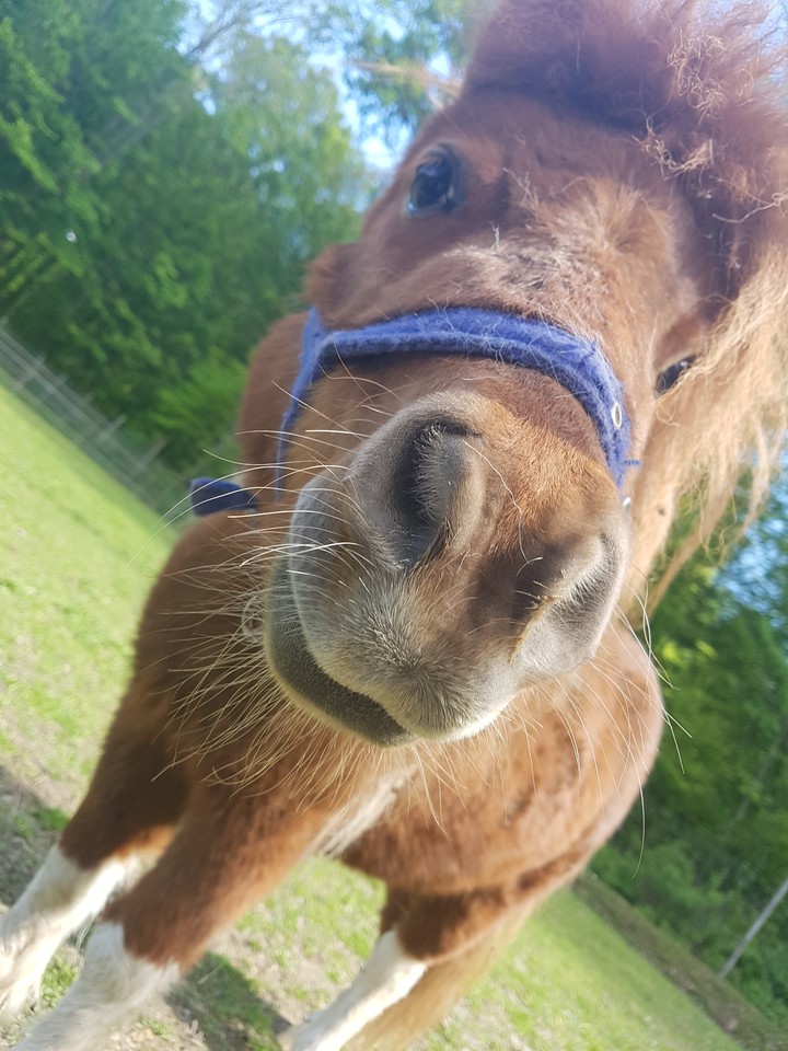 horse close up
