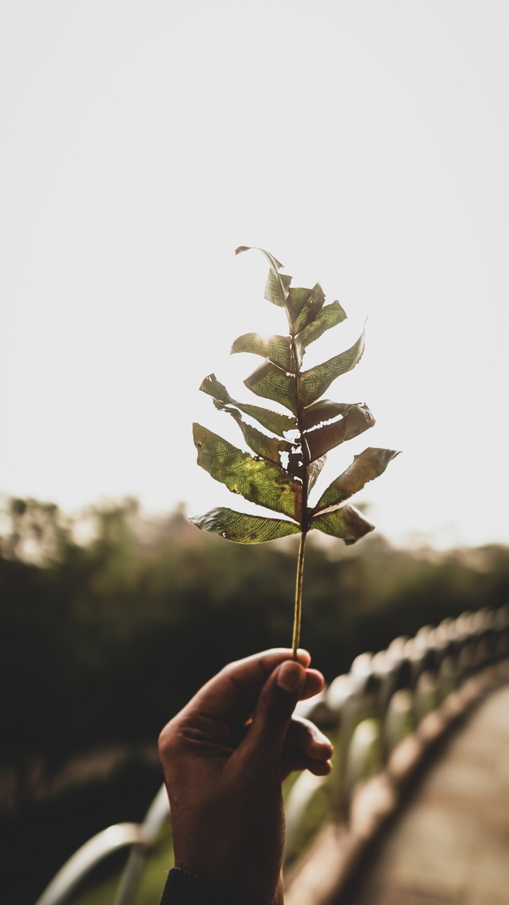 Leaf