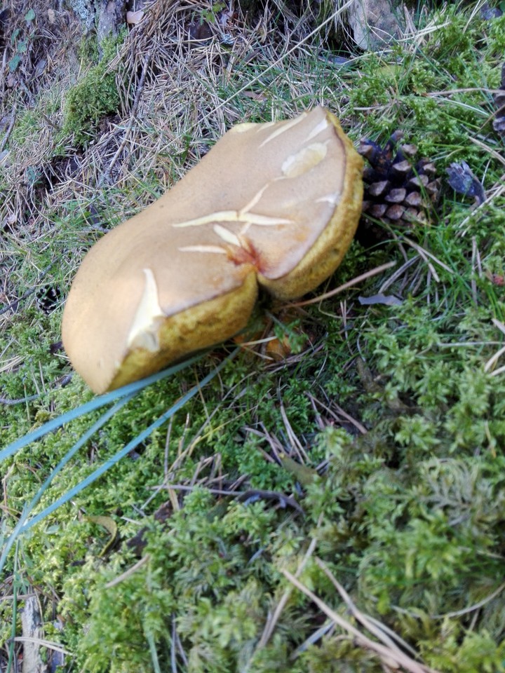 Suillus granulatus