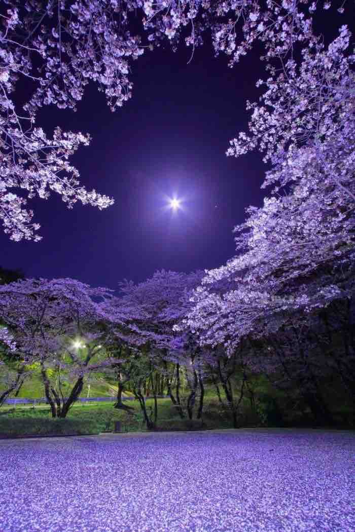Purple Nature