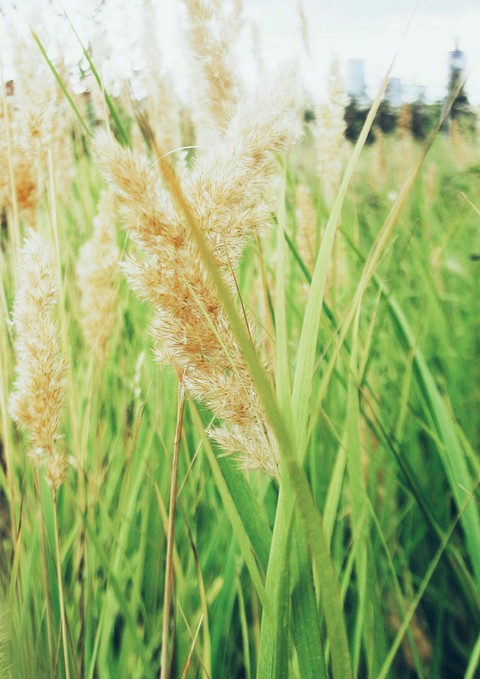 nature, flower háttérképek