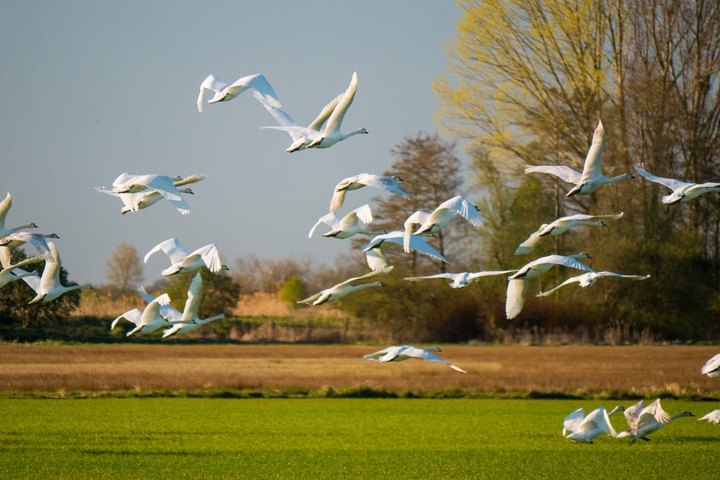 Vogelflug